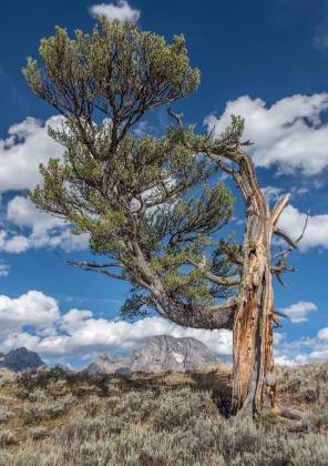 Old Patriarch 28mm Old Patriarch tree in Grand Teton National Park, Wyoming