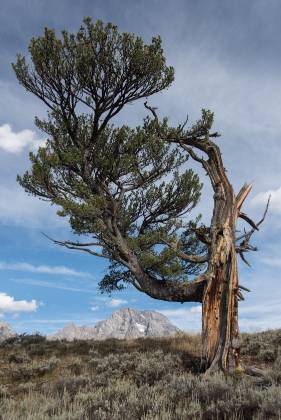 Old Patriarch 32mm Old Patriarch tree in Grand Teton National Park, Wyoming