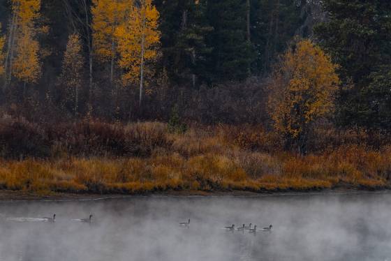 Early morning swim Geese on the Snake River in Grand Teton National Park, Wyoming