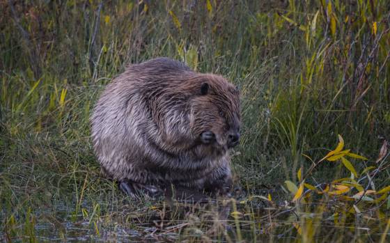 Meet the Beaver Beaver at Schwabacher's Landing in Grand Teton National Park