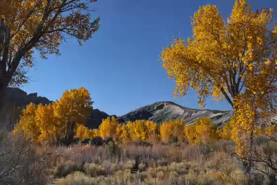 Caineville Cottonwoods Fall color and badlands near Caineville, Utah