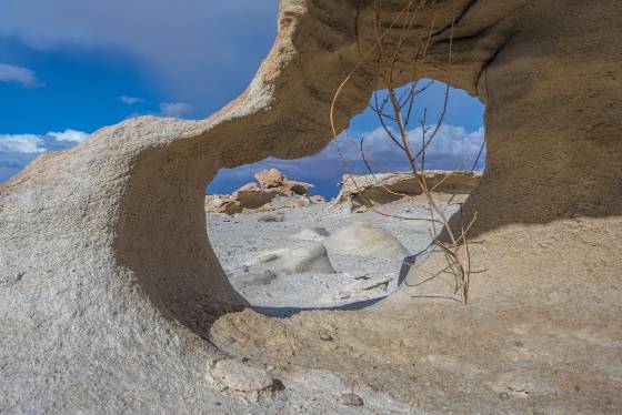 Bush growing in Arch Eroded Rocks near the Factory Buttes Coal Mine