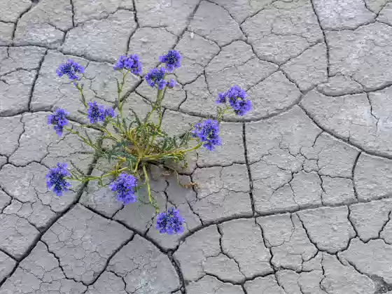 Flower on Cracked Earth Lavendar flower seen on Cracked Earth in the Lower Blue Hills near the Mars Desert Research Statsion