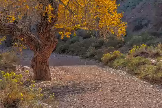Cottonwood 2 Cottonwoods in Little WIld Horse Canyon in Utah