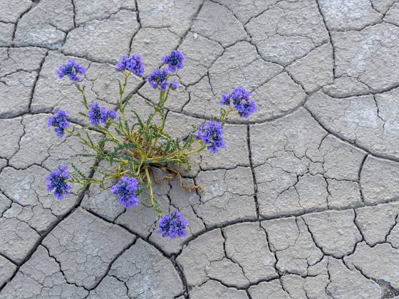 Flower on Cracked Earth Lavendar flower seen on Cracked Earth in the Lower Blue Hills near the Mars Desert Research Statsion