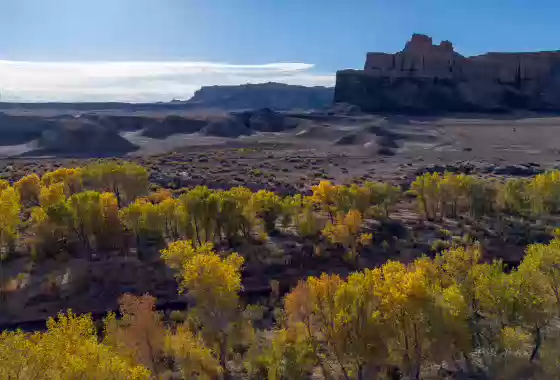 Steamboat Point 2 Cotttonwoods along the Fremont River and Steamboat Point, Hanksville, Utah