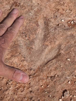 Dinosaur Track on Trail Dinosaur track on the old trail to Horseshoe Bend near Page, Arizona