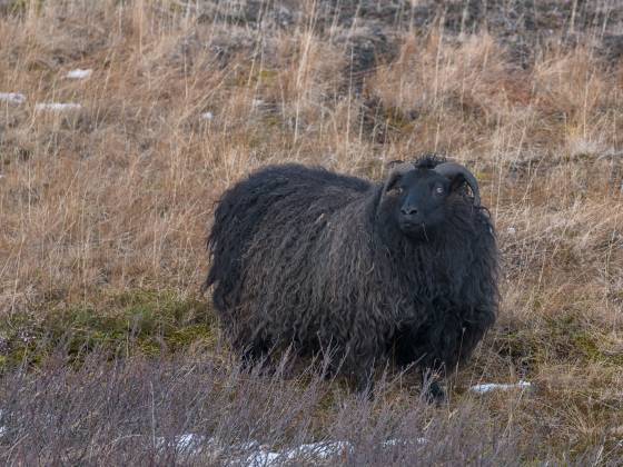 Baa Baa Black Sheep Icelandic Black Sheep