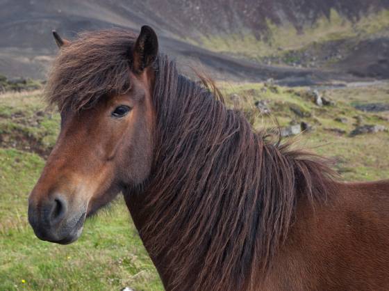 Icelandic Horse 11 Icelandic Horse