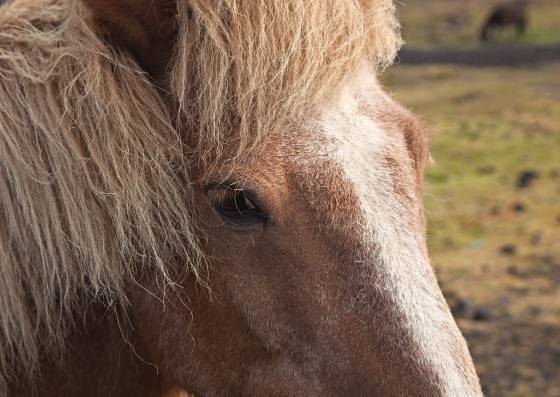 Icelandic Horse 2 Icelandic Horse closeup