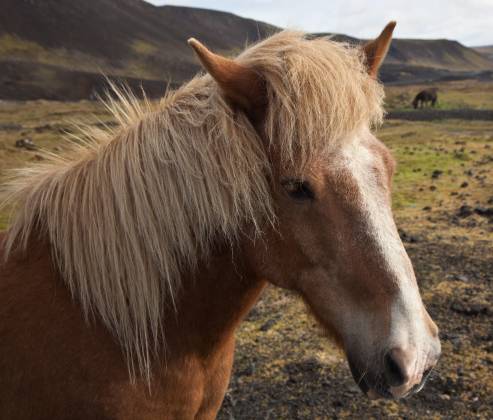 Icelandic Horse 3 Icelandic Horse