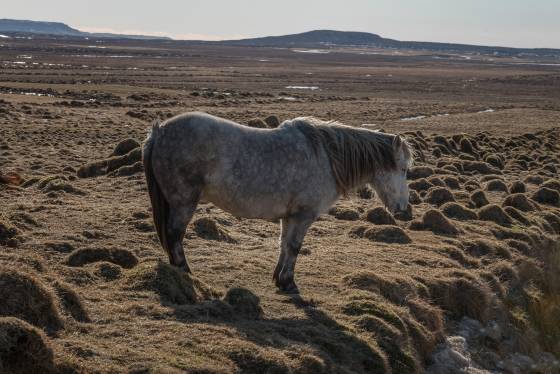 Icelandic Horse 4 Icelandic Horse