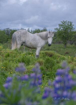 Icelandic Horse and Lupine Lupine andf Icelandic Horse