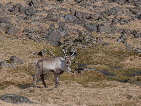 Reindeer 1 Reindeer seen in Iceland