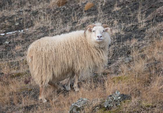 Sheep 2 Icelandic Sheep