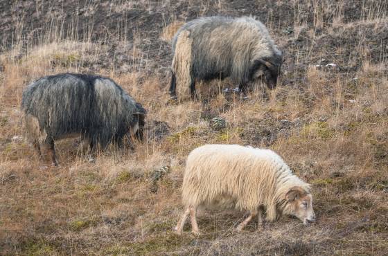 Sheep 3 Icelandic Sheep
