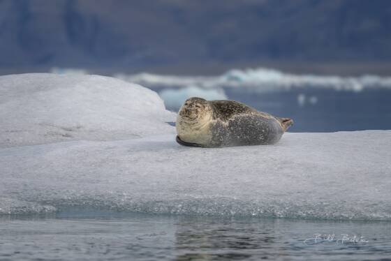 Seal on Iceberg Seal seen on Iceberg in Jokulsarlon Glacial Lagoon, Iceland.