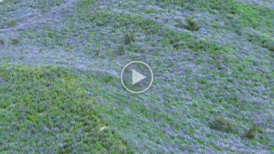 Lupines-near-Svinafellsjokull