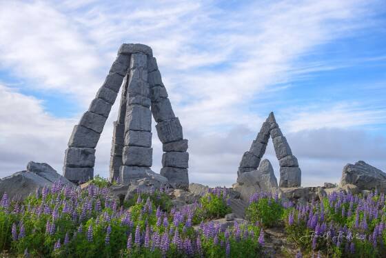 Arctic Henge 1 Lupines in bloom at the Arctic Henge in Iceland.