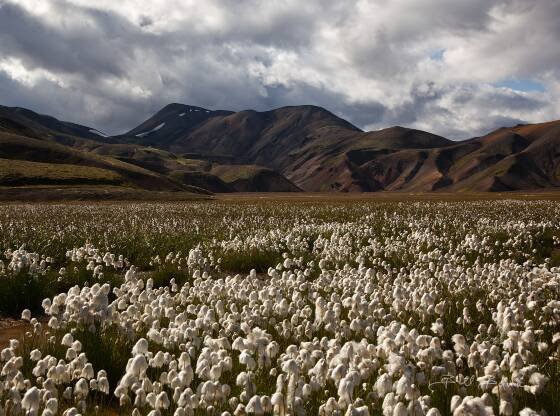 Landmannalaugar 6 Landmannalaugar in Iceland's southern Highlands