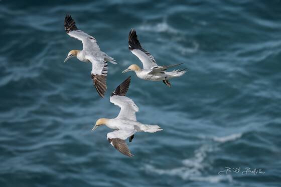 Gannets hunt in groups Northern Gannets seen at Stórikarl on the north coast of Iceland.