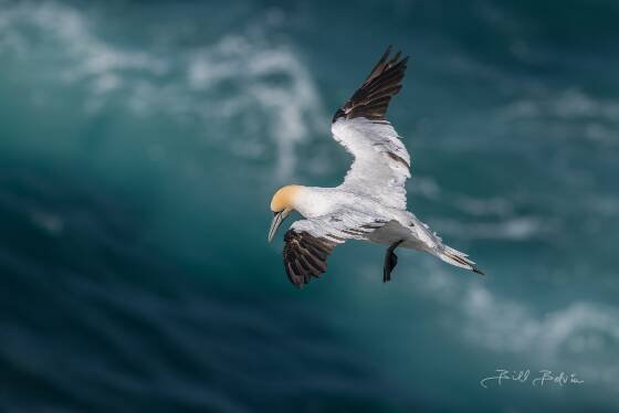 Northern Gannet 5 Northern Gannet seen from Storikarl in Northeast Iceland.