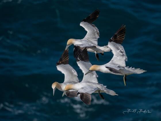 Northern Gannet 6 Northern Gannet seen from Storikarl in Northeast Iceland.