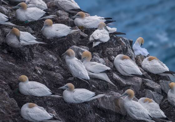Northern Gannets 1 Northern Gannets seen from Storikarl in Northeast Iceland.