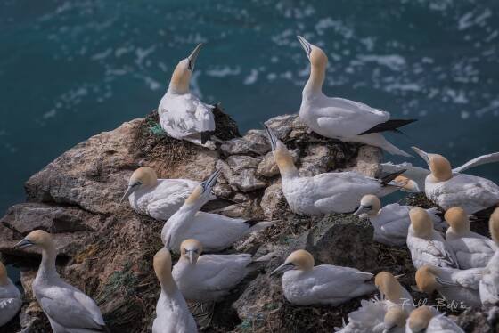 Northern Gannets 2 Northern Gannets seen from Storikarl in Northeast Iceland.