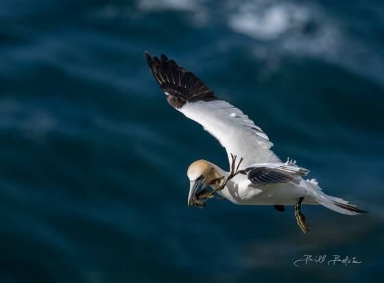 Northern Gannets 4 Northern Gannet with nesting material seen at Storikarl, Icelnad.