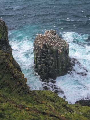 View from Storikarl View of gannets from Stórikarl in northeast Iceland.