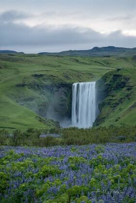 Skogafoss and Lupines Skogafoss waterfall shot at 3 AM so no people were present.