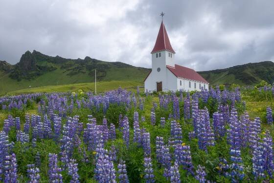 Vik i Myrdal Church 1 Lupines and Vik i Myrdal Church in Vik, Iceland.