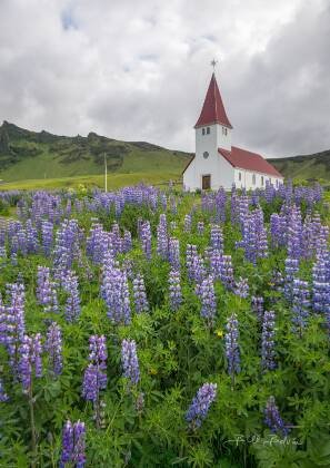 Vik i Myrdal Church 2 Lupines and Vik i Myrdal Church in Vik, Iceland.