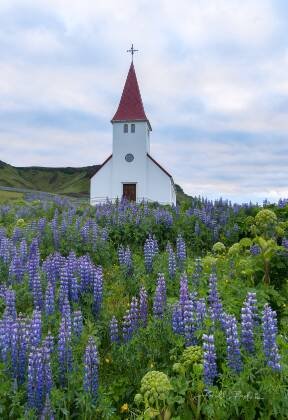Vik i Myrdal Church 3 Lupines near Vik i Myrdal Church in Vik, Iceland.