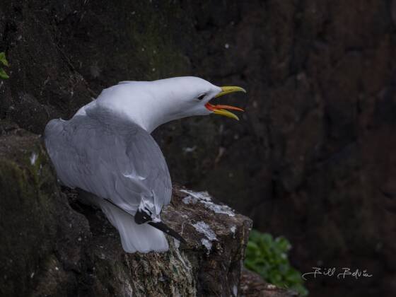 Black-Legged Kittiwake Black-Legged Kittiwake seen on Icelands's Latrabjarg Cliffs.