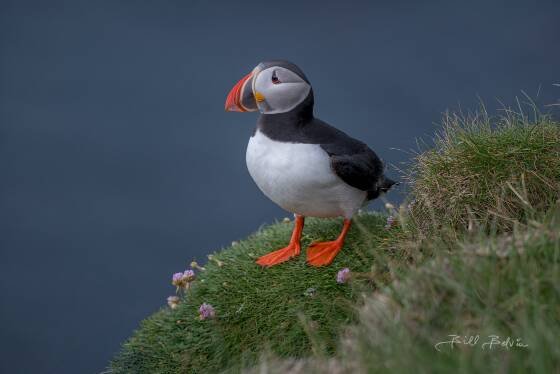 Latrabjarg Cliffs Puffin 2 Puffin seen on the Latrabjarg Puffin Cliffs, Westfjords, Iceland.