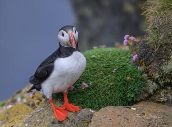 Latrabjarg Cliffs Puffin 3 Puffin seen on the Latrabjarg Puffin Cliffs, Westfjords, Iceland.