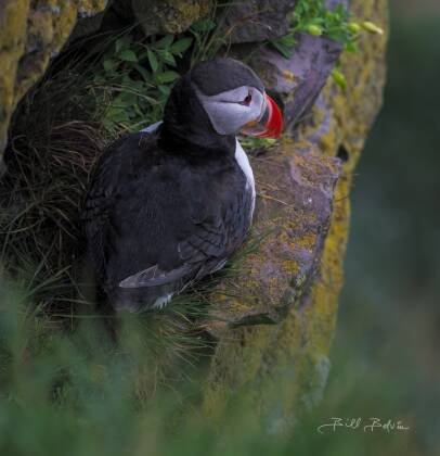 Latrabjarg Cliffs Puffin Puffin seen on the Latrabjarg Puffin Cliffs, Westfjords, Iceland.