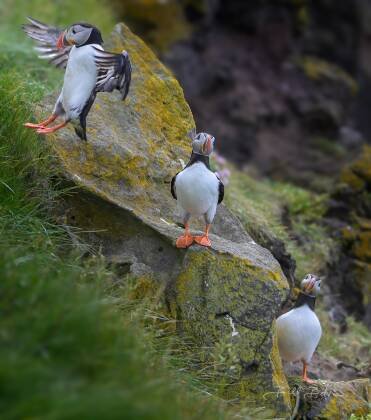Latrabjarg Cliffs Puffins 4 Puffins seen on the Latrabjarg Puffin Cliffs, Westfjords, Iceland.