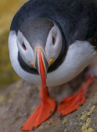 Puffin Headshot Puffin seen on the Latrabjarg Puffin Cliffs, Westfjords, Iceland.