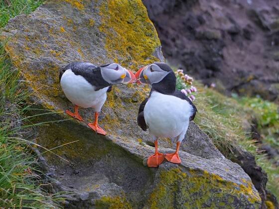 Puffins Billing 1 Atlantic Puffins billing (clicking beaks, a prelude to mating) at Látrabjarg Puffin Cliffs in Iceland..