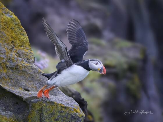 Skyward Bound Puffin taking off seen at the Latrabjarg Puffin Cliffs, Westfjords, Iceland.