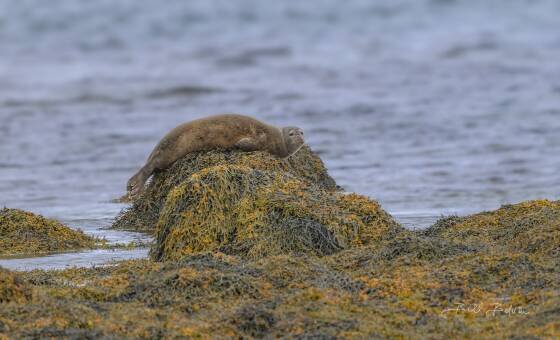 Seal at Seal Lookout One of the few seals at Seal Lookout, Westfjords, Iceland