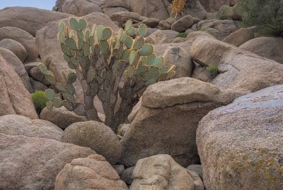 Pancake Prickly Pear Pancake Prickly Pear cactus on trail to Eagle Cliff Boulder House in Joshua Tree National Park