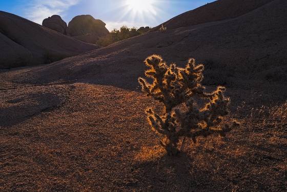 Cholla near Peach Rock Cholla cactus near Peach Rock in Joshua Tree National Park