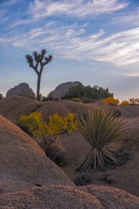Fall Color Fall color in Joshua Tree National Park