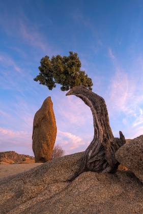 Juniper and Spire 1 Juniper tree and rock spire at sunset in Joshua Tree National Park