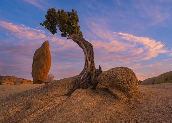 Juniper and Spire 2 Juniper tree and rock spire at sunset in Joshua Tree National Park