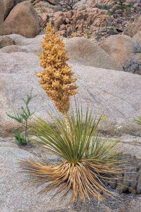 Past Prime Agave Agave on trail to Eagle Cliff Boulder House in Joshua Tree National Park